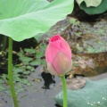 IMG_5569.JPG